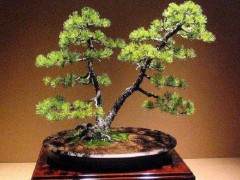 在日本制作黑松盆景是最经典的