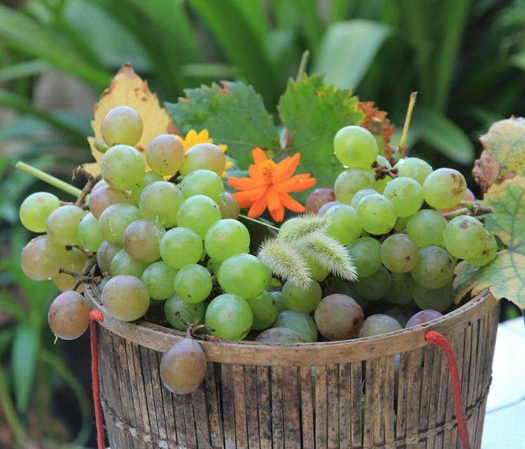 海葡萄盆景可能看起来是一个不寻常的盆景