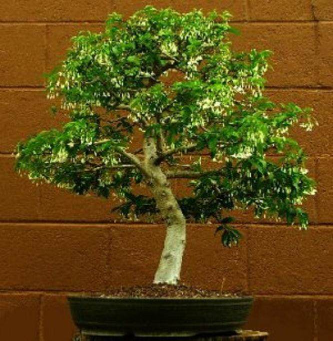 蓝靛菩提树种植成热带盆景的最受欢迎的原因之一