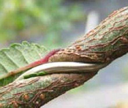 盆景线用于开始培养维护以及更换盆景