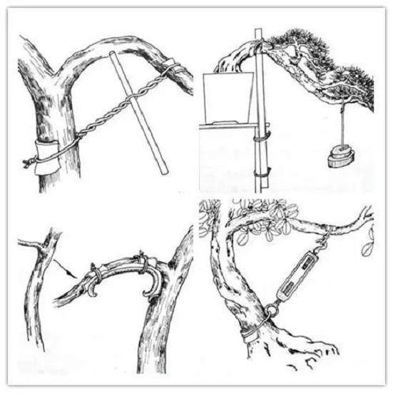 盆景的打弯技巧
