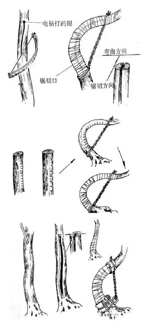 盆景的打弯技巧