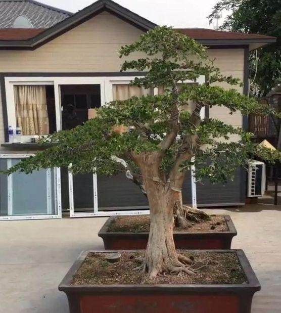 黄杨盆景要论斤卖 １斤最少的也得500元以上