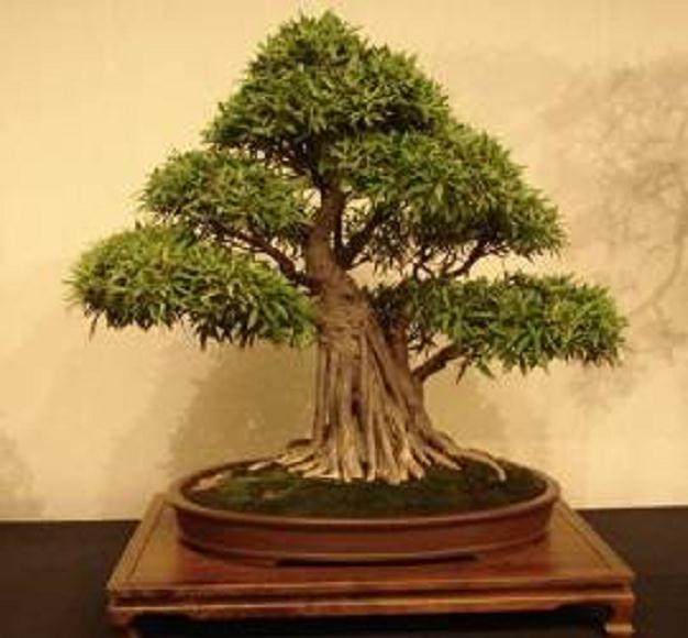 我对他收藏的热带盆景的数量 大小和质量感到惊讶