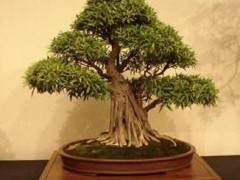 我对他收藏的热带盆景的数量 大小和质量感到惊讶