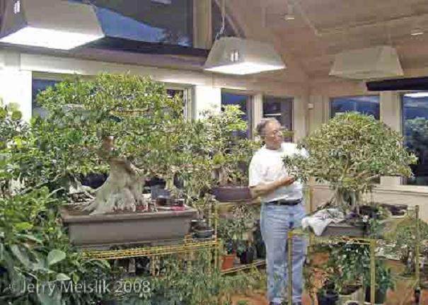 一个小温室可能是冬季储存热带盆景树的答案