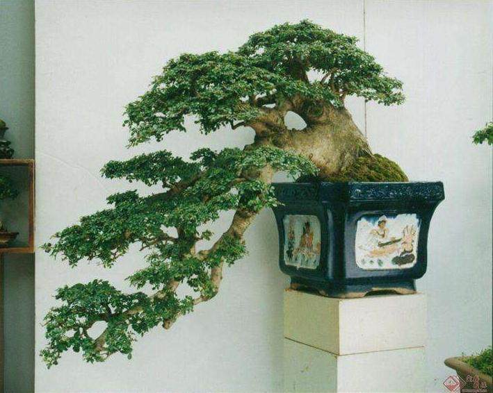 您在室内种植盆景树时遇到了问题吗?