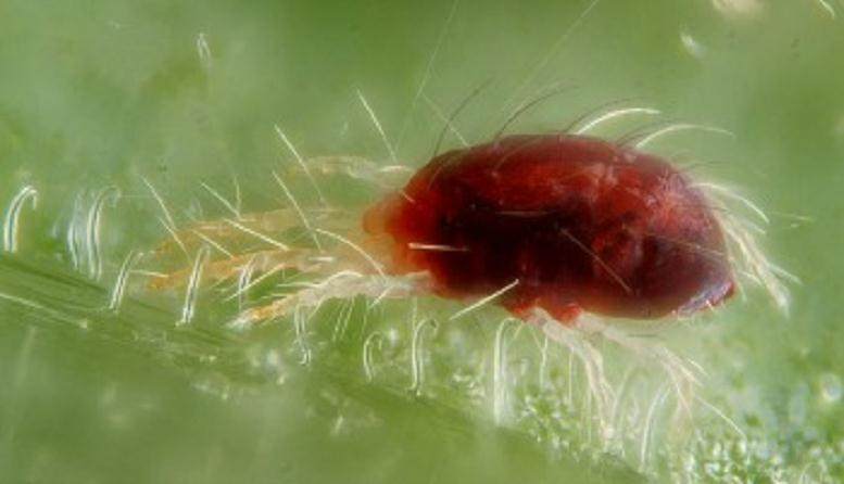 盆景植物害虫防治办法