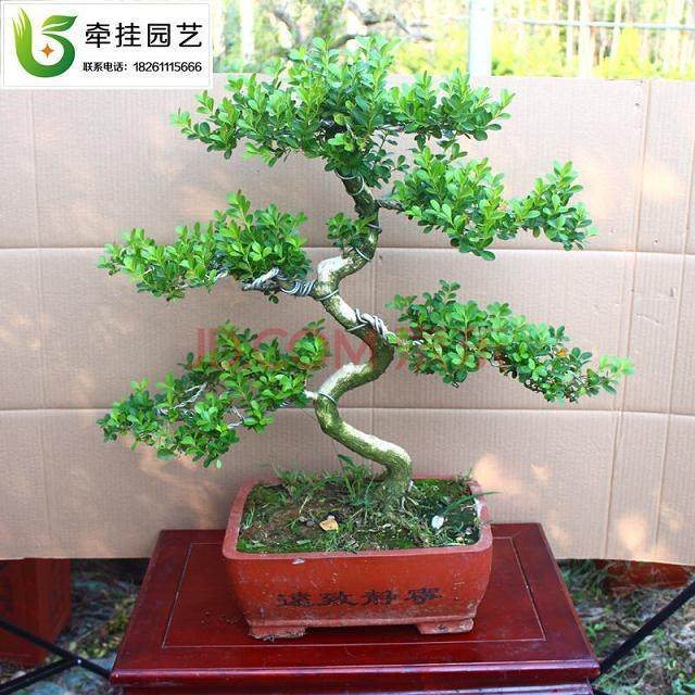 盆景蚜虫的防治工作