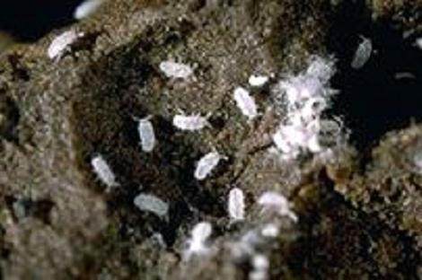 盆景的根粉蚧虫防治办法