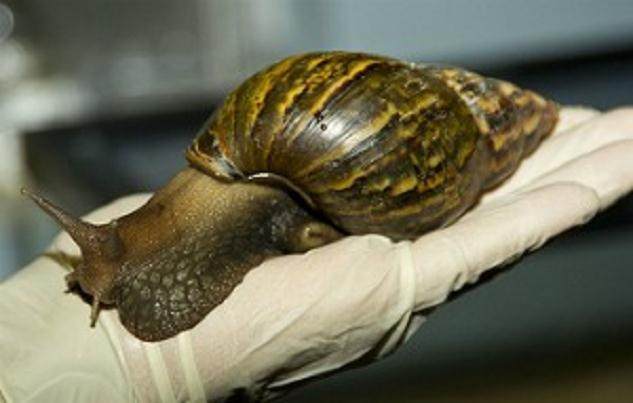 更多的盆景害虫 -- 蜗牛