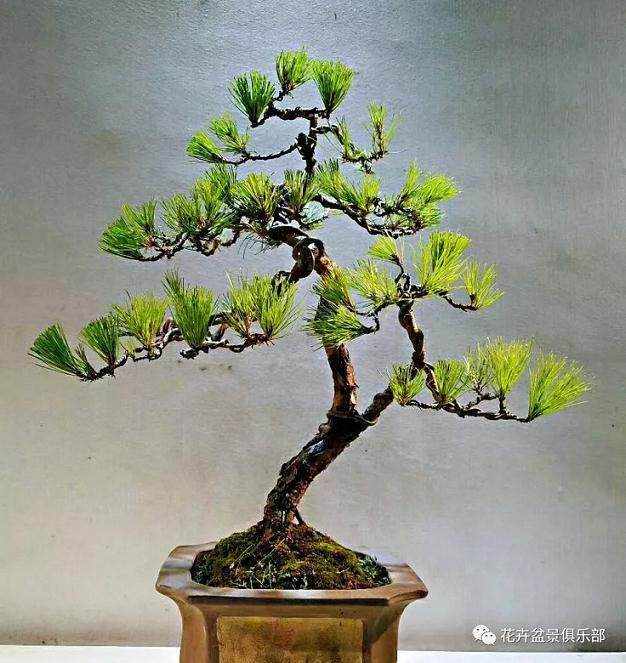 黑松盆景的修剪与伤口处理