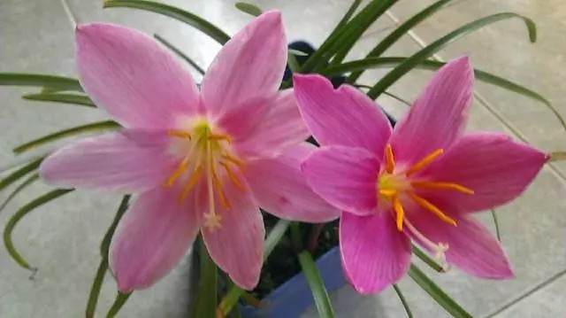 风雨兰盆景的养护和栽培