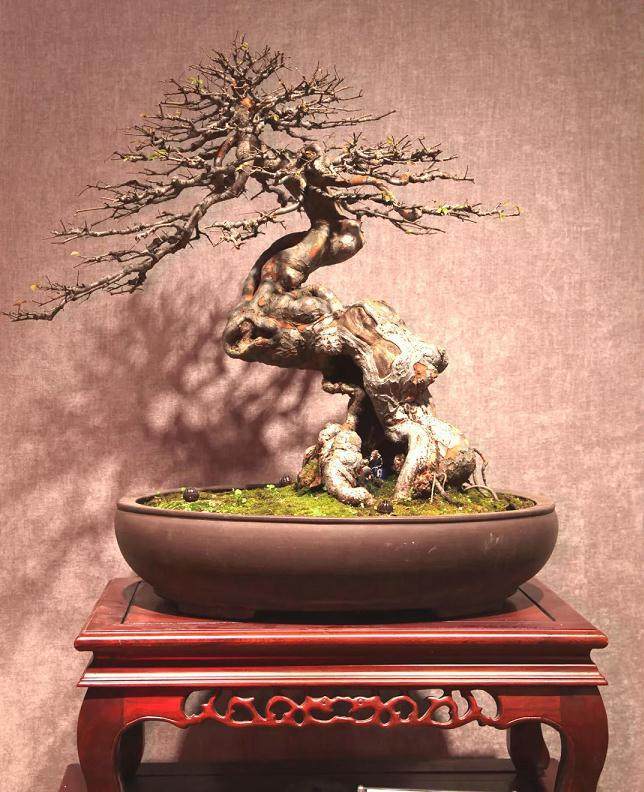 盆景艺术商品性与社会经济环境的互相依存关系