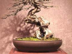 盆景艺术商品性与社会经济环境的互相依存关系