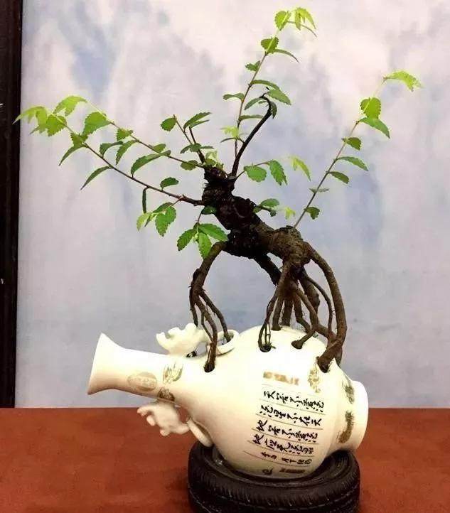 废酒瓶做盆景 身价倍涨上百倍