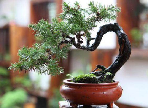 微盆景的素材大团战