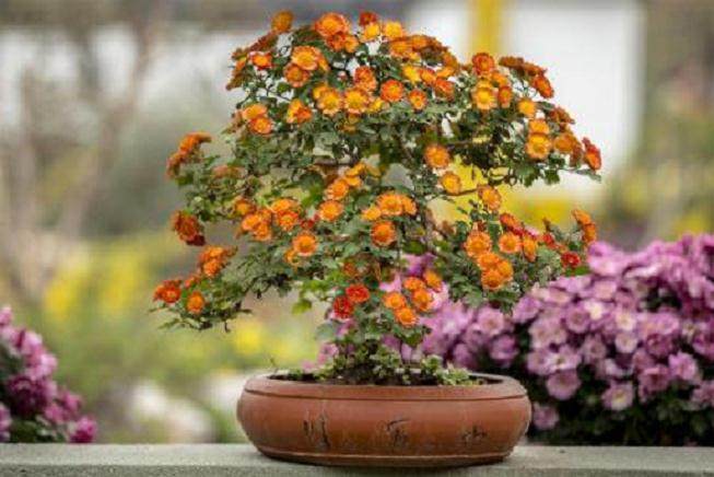 牵引骨架直接影响菊花盆景的成型形式