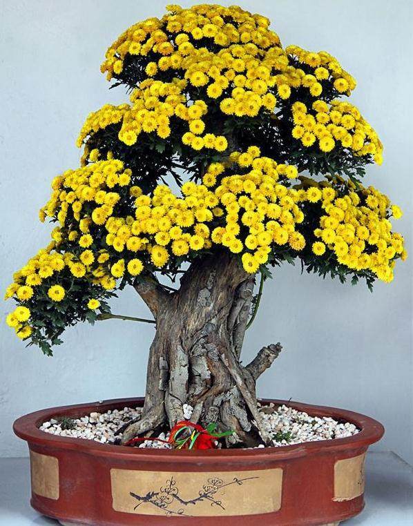 盆景除了讲究用盆之外 还要十分重视盆架选用