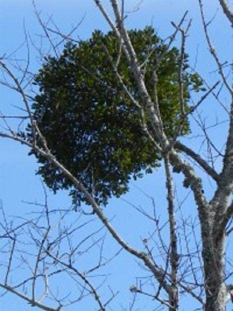 榕树盆景展示的大块是“巫婆扫帚”的一个很好的例子