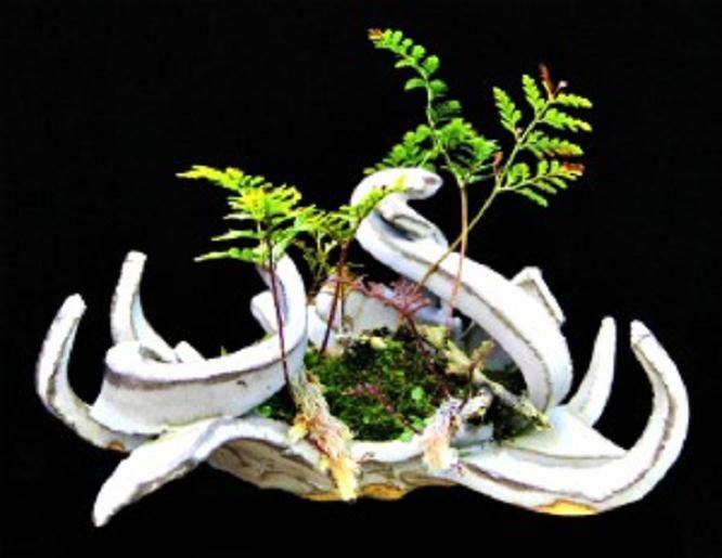 以正式方式展示盆景树与盆景本身一样具有艺术形式