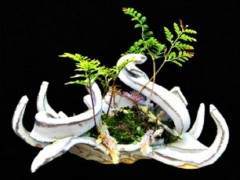 以正式方式展示盆景树与盆景本身一样具有艺术形式