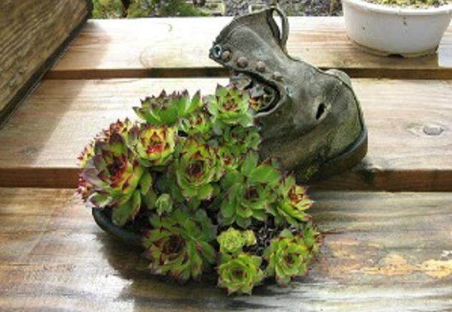 盆景主景植物也是展示盆景艺术的一部分