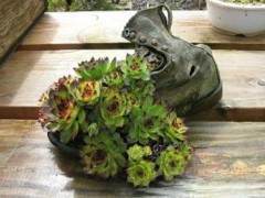 盆景主景植物也是展示盆景艺术的一部分