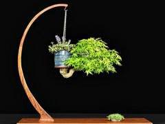 盆景展示桌用于突出树的重要性 就像一个盆子