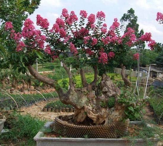 盆景紫薇的嫁接方法