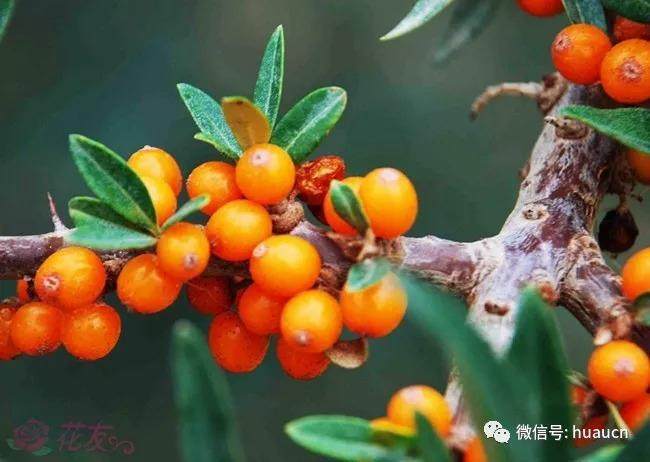 沙棘盆景该如何浇水?