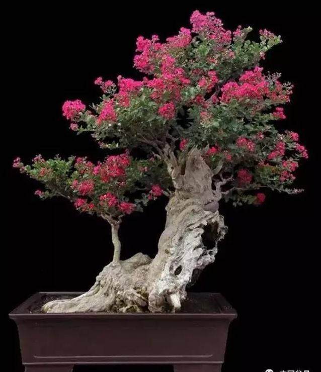 中国盆景艺术大师雷天舟盆景作品-紫薇篇