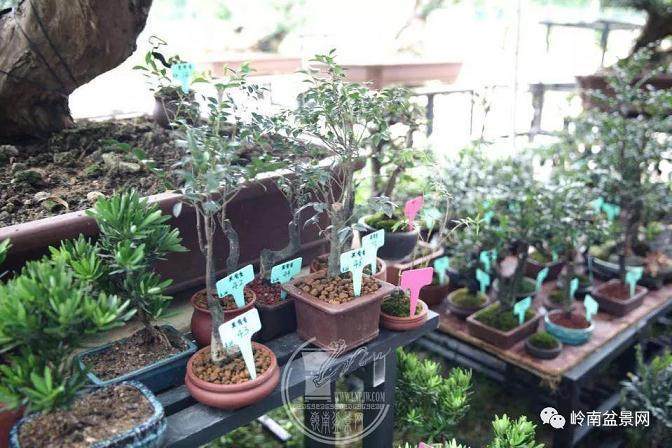 2018绿化苗木博览会暨国际盆景协会盆景精品展