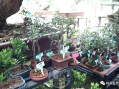 2018绿化苗木博览会暨国际盆景协会盆景精品展