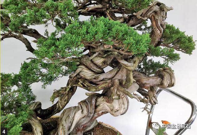 关山是如何炼成大型真柏盆景飞天 的创作?