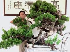 关山是如何炼成大型真柏盆景飞天 的创作？