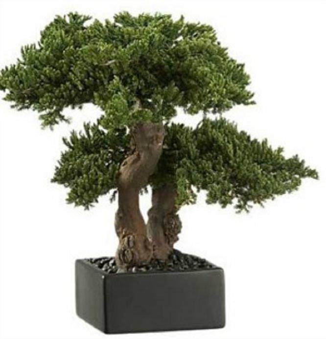 多年来 有许多人造盆景树作为&ldquo;笑话&rdquo;礼物