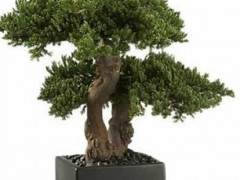 多年来 有许多人造盆景树作为笑话礼物