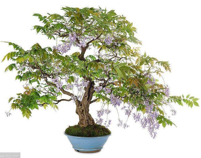 为什么？因为我们只销售来自日本的盆景工具