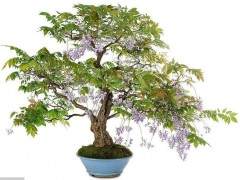 为什么？因为我们只销售来自日本的盆景工具