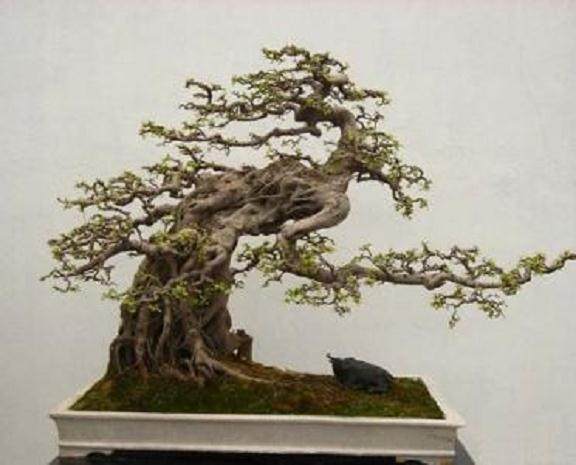 如何提高盆景土壤混合物的保水性和氧含量