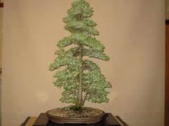 我们的杜松盆景树非常适合初学者