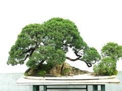 现在雪松龙柏等花木盆景的行情非常好