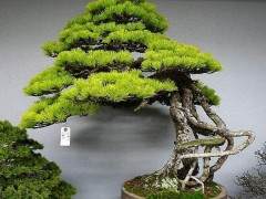 日本盆景树木和花卉受到人们普遍喜爱