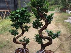 每年龙海盆景的销售额可达上亿元