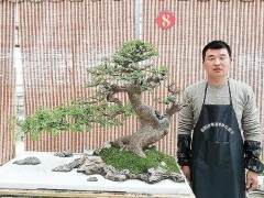 周波制作盆景 是我人生的选择