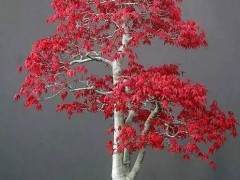 人造枫树盆景树是逼真的塑料 无需担心