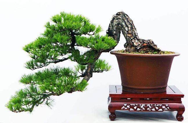 最受尊敬的盆景大师手工制作