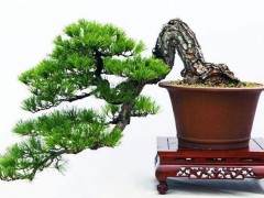 最受尊敬的盆景大师手工制作