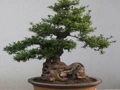 正邦这个名字几乎就是盆景艺术的代名词